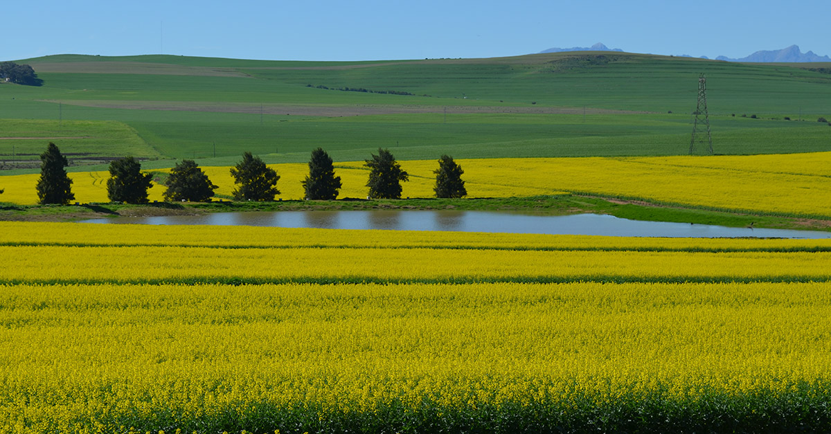The Swartland